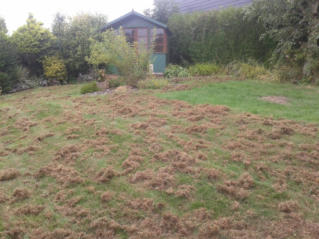 How to scarify your lawn My Fabulous Garden