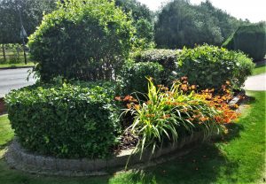 alfreton-hedge-cutting-trimming- (27)