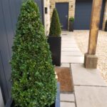 Shirland Garden Topiary