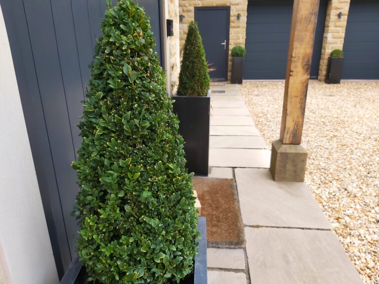 Shirland Garden Topiary