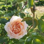 Alfreton Gardener - Rose