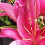 Alfreton Gardener - Lily